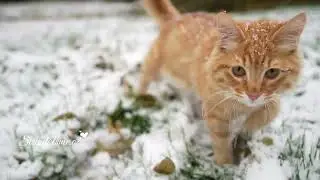 Amazing cats in snow ❄️ ❄️❄️ Black cats resting 💤💤 Windy sound with cute meowing 😺😸for autistic kids