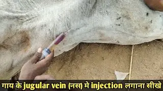 गाय, भैस के jugular vein (नस) मे injection लगाना सीखे | नस में सुई लगाने का सबसे आसान तरीका