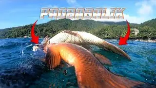 HUNTER X HUNTER || SPEARFISHING PHILIPPINES || BANTON ROMBLON || MEL SPEARFISHING PHILIPPINES!