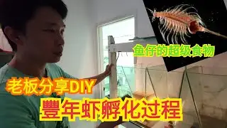 鱼的最好饲料豐年虾! 丰年虾如何孵化? Diy 孵化丰年虾缸 how to breed brine Shrimp? DIY Brine shrimp tank Artemia egg hatching