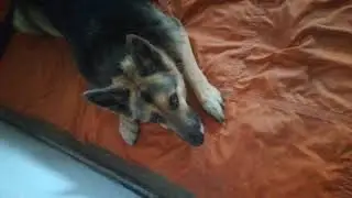 Берта