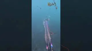 Dorada al limite 🔱🏹👀Slow motion #fishing #pescasub #fish #apnea #nature #lineadepesca #viral