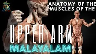 Muscles of the Upper Arm in Malayalam | Anatomy Made Simple | Actions & Innervation