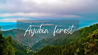 Eid trip to 📍AYUBIA FOREST,MUREE | AYUBIA NATIONAL PARK | BEAUTIFUL PAKISTAN | VLOG# 49