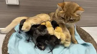 When the rooster and hen are away, the kitten takes care of the chicks.Cute and interesting animals