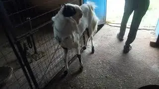 Inaaya goat farm ujjain mp