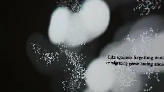 Shoreline of Lapsing Dreams