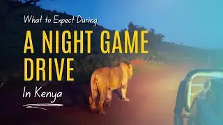 What To Expect During A Night Game Drive In Kenya | Africa