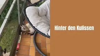 Das passierte vor & nach dem Live #katzenaufyoutube #bengalkatze #katzenvideos #katzen #miau #katze