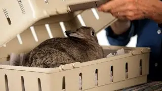 Best Carrier for a Rabbit | Pet Rabbits