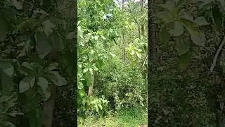 Bengal tiger kill men 10 million views .. please subscribe my channel please support🙏