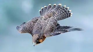 Top 10 Different Types of Falcons
