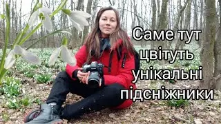 Найбільша популяція підсніжників в Україні