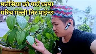 मलेसियाको गल्ली तिर मरिच आँप जति पाईन्छ #lbrai