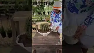Barrel Cactus Repotting