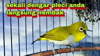 Suara Burung Pleci Buxtoni Gacor Ngalas Nembak Memanggil Lawan.Pleci Gacor Buka Paruh