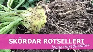 Sk&ouml;rdar rotselleri