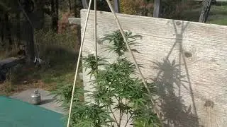 October 1 2021 Garden update