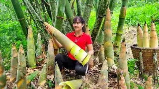 Rewind Timelapse: Harvest 120+ Big Bamboo Shoots Go to Market to Sell | Phương Farm TV