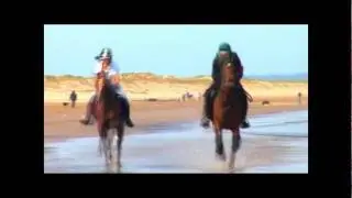 English Thoroughbred vs Pure Arabian