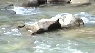 Giresun-Güce-Yayla 1996