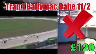 Betting UK Greyhounds 9 Races In A Row &pound;&pound;