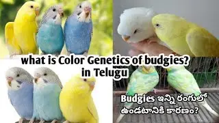 What is colour genetics of budgies? How green budgies produce blue and white, yellow birds? part-1