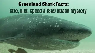 Greenland Shark Facts: Size, Diet, Speed, Predators & the 1859 Attack Mystery