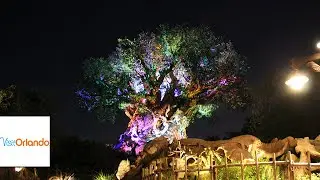 Animal Kingdom Night Attractions | Visit Orlando