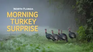 Wild Turkeys in the Morning Fog | North Florida Wildlife Short