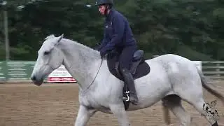 Brendan Wise Bridleless riding demo