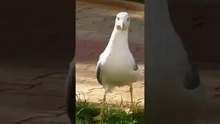 #discovery #nature #relaxing #birds #animals #beautiful #sorah #duet #qurantilawat #2026viralvideo
