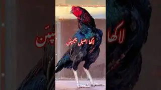 Red aseel old pakistan aseel line