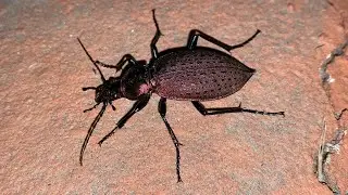 Coptolabrus smaragdinus 진홍단딱정벌레 (Rescued beetles)