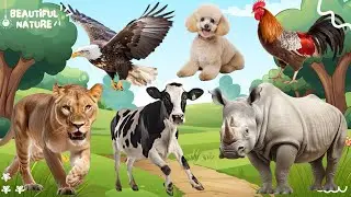 The Special Beauty of Animals - Hedgehog, Hedgehog, Sheep, Monkey | Animal sounds