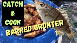 Catch & Cook Barred Grunter