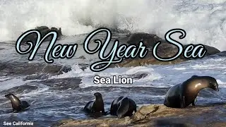 New Year Sea, Sea Lion