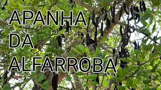 APANHA DA ALFARROBA