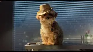 POV: You hired a detective to find out who stole the ball.🕵️&zwj;♂️🌧️ #Film #Mystery #Sherlock #Maltipoo