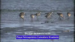 Becasas de mar (limosa haemastica)