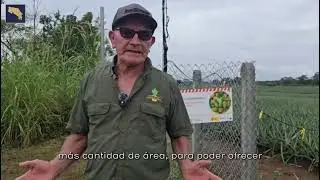 Don Misael Rojas: esfuerzo, piña y cooperativismo que impulsa el agro en Costa Rica