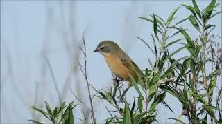 Cachilo canela  ( Donacospiza albifrons )
