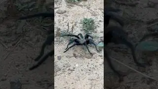 Why Did the Tarantula Cross the Yard? 🤔 #farm #farming #homestead