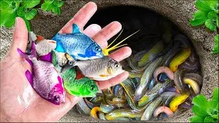 Catch Nests Of Catfish In Eggs, Koi, Guppy Fish, Betta fish, Neon Fish, Zebra Fish | Video Fishing