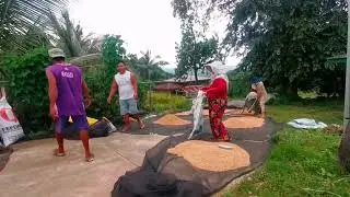 Agakas erek or palay nga naibilag with my mother & fam #provincelife #farmer  #vacation 