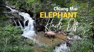 Ethical and Hands-Off Elephant Experience Chiang Mai Thailand, in Blue Tao Elephant Village