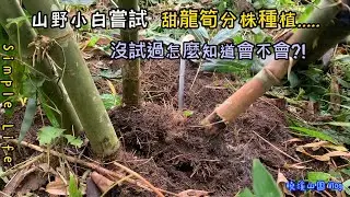 甜龍筍分株繁殖!從網路學竹筍分株繁植!試過才知道不容易啊....