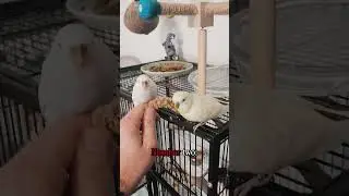 Fix Your Budgie&rsquo;s Cage With These 4 Simple Changes