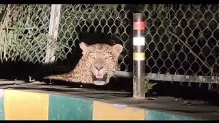 Leopard Attack on Cow on Main Road | leopard video from Car | Wildlife Traveller Shashi