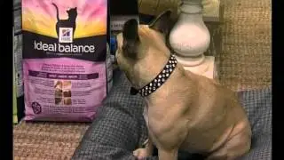 Hills: New Ideal Balance and Natural trends in Pet food (21.03.2014)